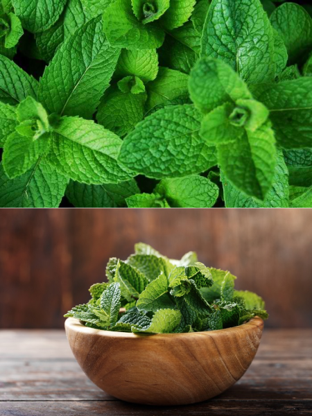 Масло для тела с ароматом мяты 50 мл / Huile de massaгрe parfum Menthe - Massaгрe oil Mint fraгрance